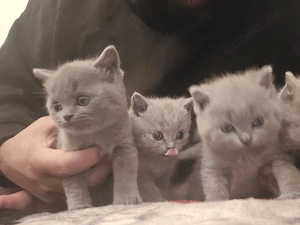 Reinrassige BKH katzenbabys  Bild 4