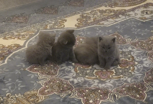 Reinrassige BKH katzenbabys 