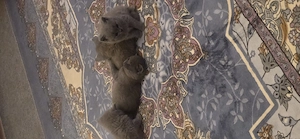 Reinrassige BKH katzenbabys  Bild 2