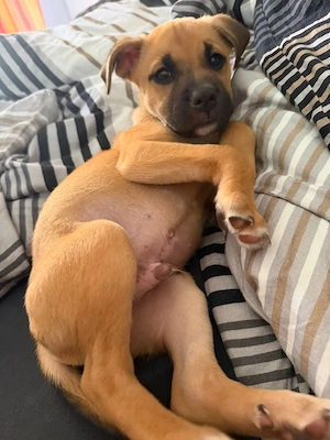 wunderschöne Schäferhund-Mischlingswelpen 