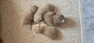 Reinrassige BKH katzenbabys  Bild 6