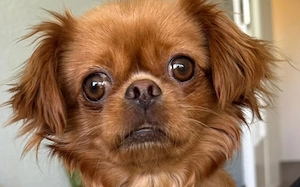 Bambina - menschenbezogen und verschmust