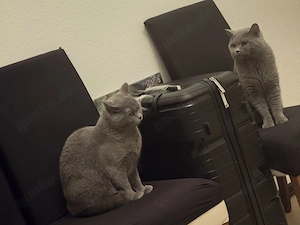 Reinrassige BKH katzenbabys  Bild 9