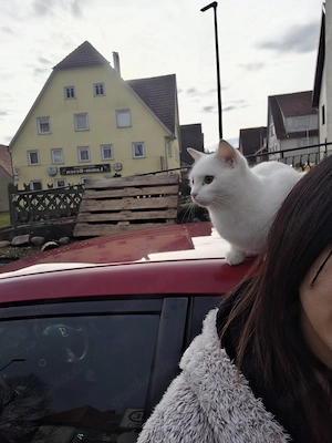 Kater Shiro Weiß sehr verschmust.