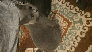 Reinrassige BKH katzenbabys  Bild 7