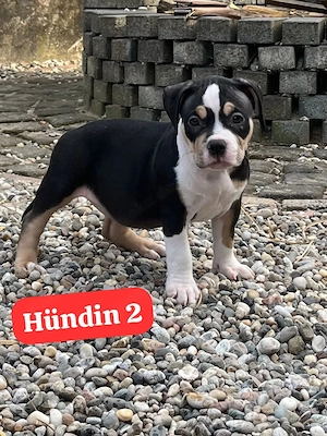 American Pocket Bully  Bild 3