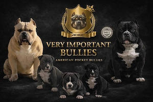 American Pocket Bully  Bild 5