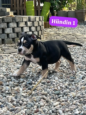 American Pocket Bully  Bild 2