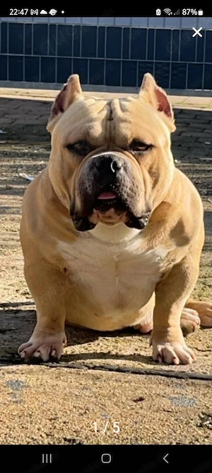 American Pocket Bully  Bild 6