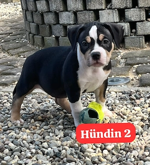 American Pocket Bully  Bild 4