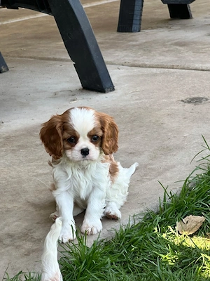 Bezaubernden Cavalier King Charles Spaniel Welpen
