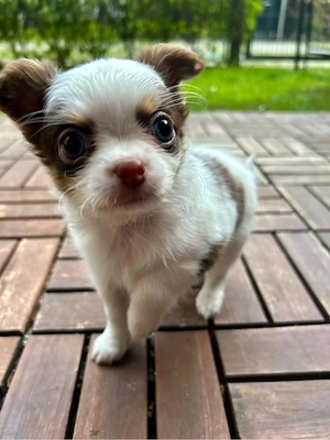 Chihuahua Welpe