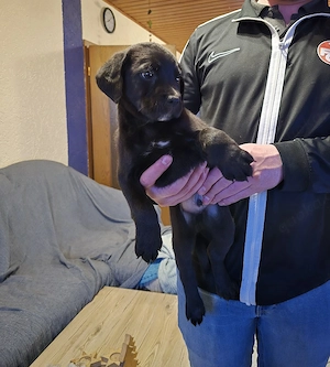 Old English Bulldogge Mix