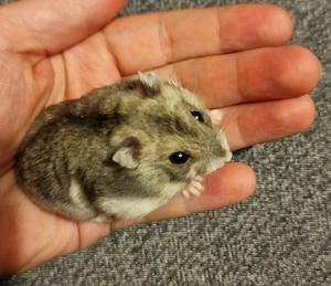 Wundervolle Zwerghamster 6 Wochen jung