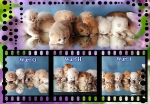 BKH BLH Britisch Kurzhaar u Langhaar Kitten mit Stammbaum.