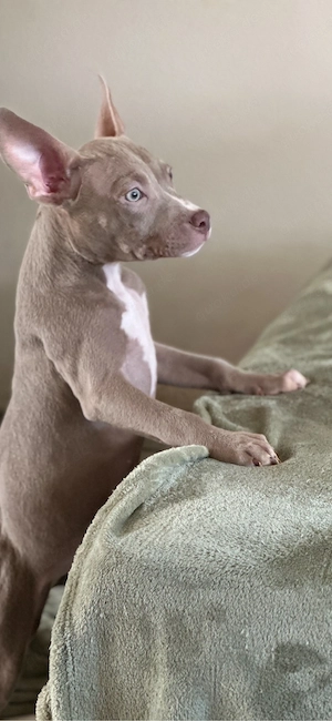 American Pocket Bully Hündin Welpe