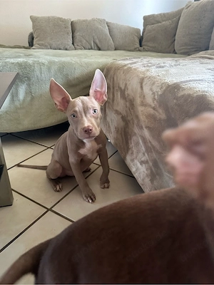 American Pocket Bully Hündin Welpe 