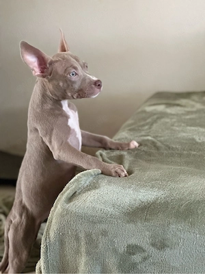 American Pocket Bully Hündin Welpe 