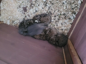 zwergwidder Baby Kaninchen 