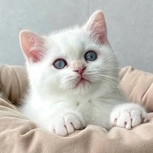 Weiß Britisch Kurzhaar Kätzchen