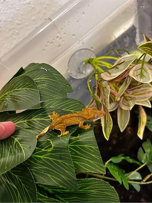 0.0.1 Kronengecko Baby 
