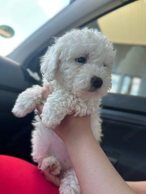 Bichon Frisé Welpen zu verkaufen   