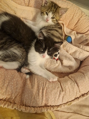 Perser BKH Kitten Mädchen 