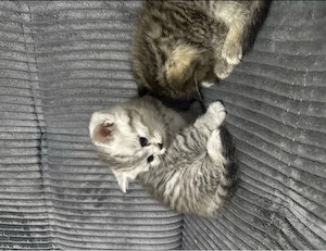 Süße Britisch Kurzhaar Kitten  4 kleine Herzensbrecher suchen Zuhause 