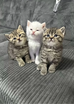Süße Britisch Kurzhaar Kitten  2 kleine Herzensbrecher suchen Zuhause 