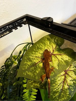 0.0.1 Kronengecko Baby 