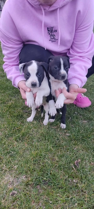 american staffordshire welpen