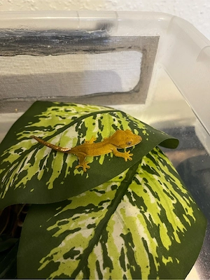 0.0.1 Kronengecko Baby