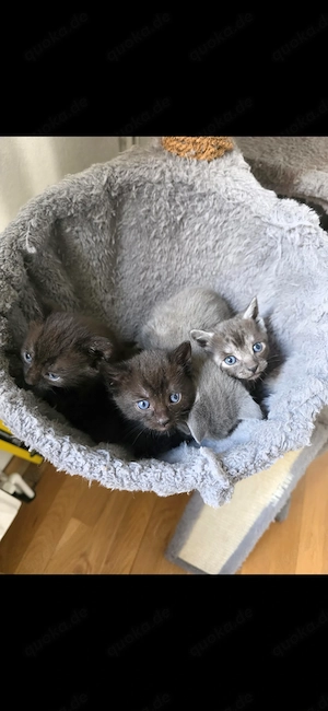 mega sücker süße bkh babys