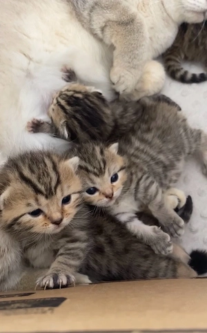 Babykatzen suchen ein neues Zuhause