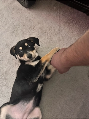 Husky Rottweiler Mix 10 Wochen Welpe Abgabebereit