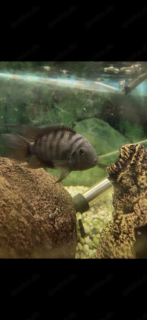 Dringend abzugeben! Zebrabuntbarsch männlich