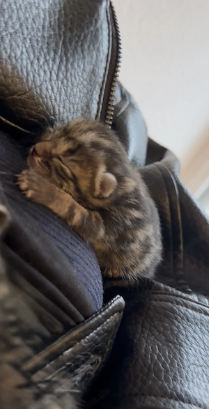 Baby katze zu verkaufen 
