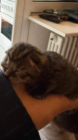 Baby katze zu verkaufen 