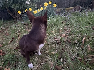 Chihuahua Welpen Wuderschöne mini Kärlchen mit riesigen Herzchen  Bild 3