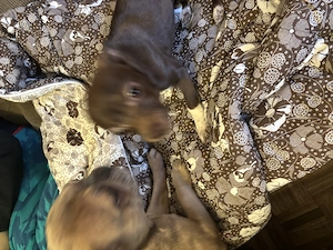 Chihuahua Welpen Wuderschöne mini Kärlchen mit riesigen Herzchen  Bild 10