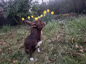 Chihuahua Welpen Wuderschöne mini Kärlchen mit riesigen Herzchen  Bild 2
