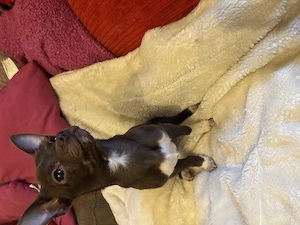 Chihuahua Welpen Wuderschöne mini Kärlchen mit riesigen Herzchen  Bild 6