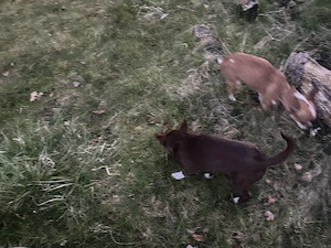 Chihuahua Welpen Wuderschöne mini Kärlchen mit riesigen Herzchen  Bild 4