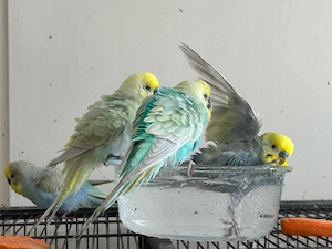 Vogel-Hotel Die perfekte Urlaubsunterkunft