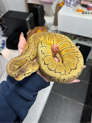 Königspython 0.1 Pastel Pinstripe het clown NZ 24 Bild 2