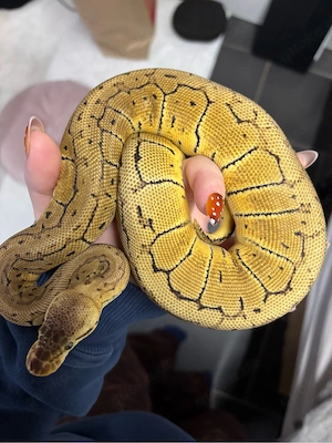 Königspython 0.1 Pastel Pinstripe het clown NZ 24 Bild 3