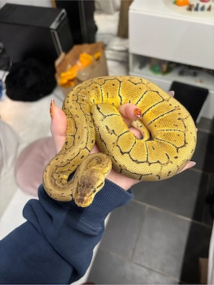 Königspython 0.1 Pastel Pinstripe het clown NZ 24