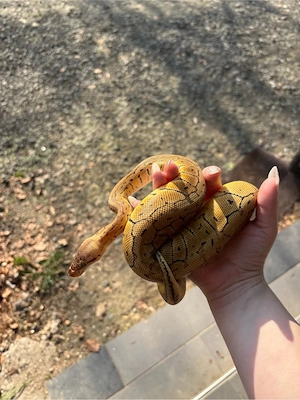 Königspython 0.1 Pastel Pinstripe het clown NZ 24 Bild 4