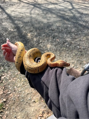 Königspython 0.1 Pastel Pinstripe het clown NZ 24 Bild 5