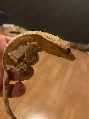 Kronengecko lilly white weibchen 